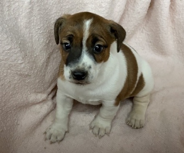 Medium Photo #3 Jack Russell Terrier Puppy For Sale in KALONA, IA, USA
