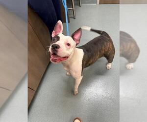 Mutt Dogs for adoption in Baytown, TX, USA