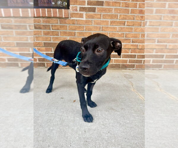 Medium Photo #2 Mutt Puppy For Sale in Candler, NC, USA