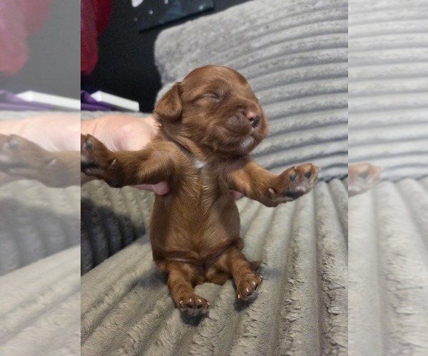 Medium Photo #2 Golden Retriever-Poodle (Toy) Mix Puppy For Sale in TOPEKA, KS, USA