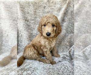 Goldendoodle Puppy for Sale in GLENDALE, Arizona USA