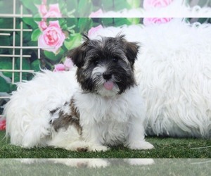Havanese Puppy for sale in MARIETTA, GA, USA
