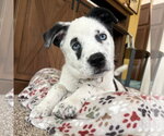 Small Photo #2 Mutt Puppy For Sale in Fargo, ND, USA