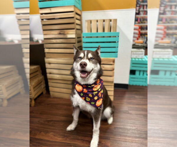 Medium Photo #1 Siberian Husky Puppy For Sale in Carrollton, TX, USA