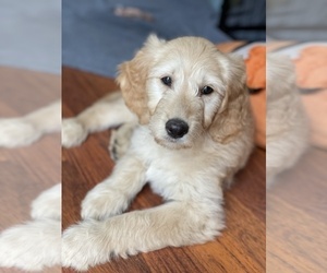 Goldendoodle Puppy for Sale in LIVERMORE, California USA