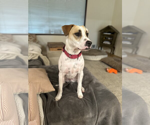 Medium Photo #9 Pointer-Staffordshire Bull Terrier Mix Puppy For Sale in Oakhurst, NJ, USA