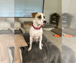Small Photo #9 Pointer-Staffordshire Bull Terrier Mix Puppy For Sale in Oakhurst, NJ, USA