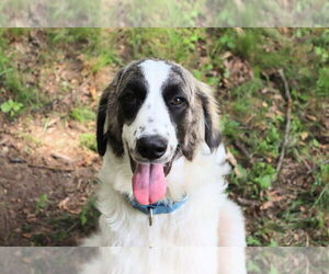 Saint Bernard-Unknown Mix Dogs for adoption in South Bend, IN, USA