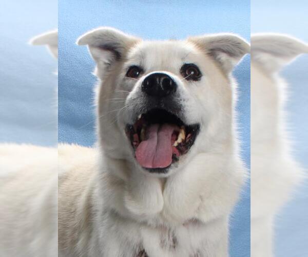 Medium Photo #2 Huskies -Unknown Mix Puppy For Sale in Burbank, CA, USA