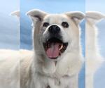 Small #1 Huskies  Mix