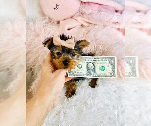 Medium Photo #22 Morkie Puppy For Sale in THONOTOSASSA, FL, USA