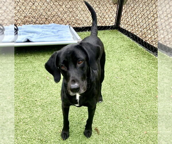 Medium Photo #2 Labrador Retriever-Unknown Mix Puppy For Sale in Hilton Head, SC, USA