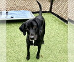 Small #1 Labrador Retriever Mix