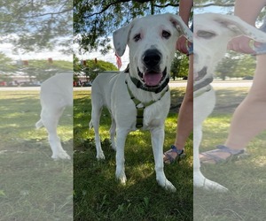 Great Pyrenees-Unknown Mix Dogs for adoption in Germantown, OH, USA