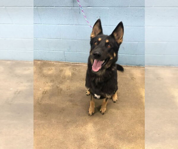 Medium Photo #4 German Shepherd Dog Puppy For Sale in Evansville, IN, USA