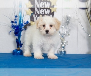 Shih Tzu Puppy for sale in MOUNT VERNON, OH, USA