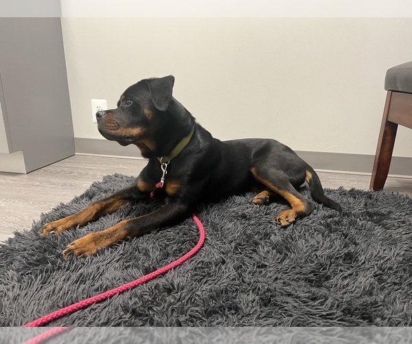 Medium Photo #1 Rottweiler Puppy For Sale in THURMONT, MD, USA