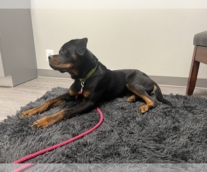Rottweiler Dogs for adoption in THURMONT, MD, USA