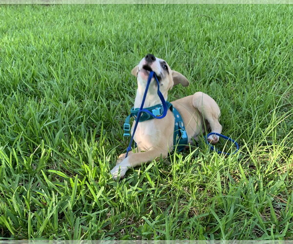Medium Photo #6 Labrador Retriever-Unknown Mix Puppy For Sale in The Woodlands, TX, USA