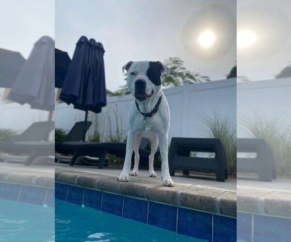 Medium Photo #1 American Pit Bull Terrier-Unknown Mix Puppy For Sale in New York, NY, USA