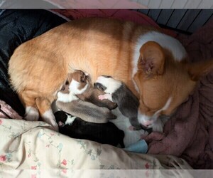 Mother of the Pembroke Welsh Corgi puppies born on 04/21/2025