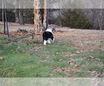 Small Photo #49 Old English Sheepdog Puppy For Sale in MARIONVILLE, MO, USA