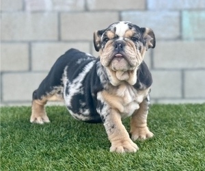 English Bulldog Puppy for sale in LAS VEGAS, NV, USA