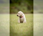 Puppy Cherry Labrador Retriever