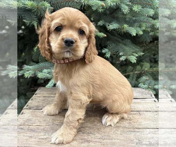 Medium Photo #1 Cocker Spaniel Puppy For Sale in MIDDLEBURY, IN, USA