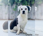 Charlie - Male Bagle Hound Dog for Adoption - Small photo