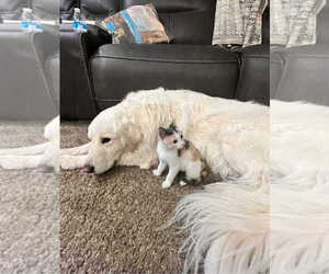 Maggie - Female Great Pyrenees Dog for Adoption - Photo #4