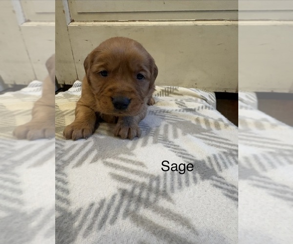 Medium Photo #2 Golden Retriever Puppy For Sale in MARSHFIELD, MO, USA