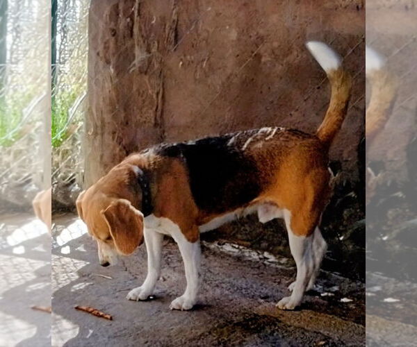 Medium Photo #4 Beagle Puppy For Sale in Apple Valley, CA, USA