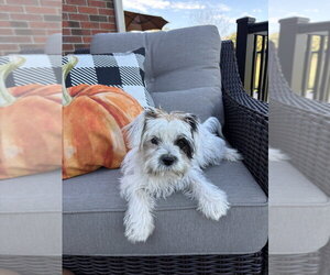 Leave it to Beaver : Eddie - Male Shih Tzu-Unknown Mix Dog for Adoption - Photo #2