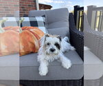 Small Photo #2 Shih Tzu-Unknown Mix Puppy For Sale in Aurora, IN, USA