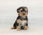 Small #1 Yorkshire Terrier