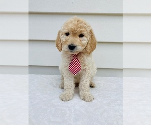 Goldendoodle-Poodle (Standard) Mix Puppy for sale in ORLANDO, FL, USA