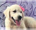 Small Photo #5 English Cream Golden Retriever Puppy For Sale in LANCASTER, PA, USA
