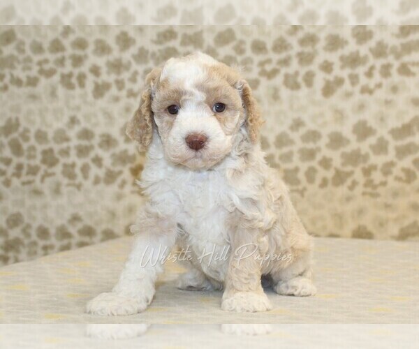 Medium Photo #3 Miniature Bernedoodle Puppy For Sale in DENVER, PA, USA