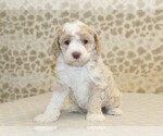 Small #2 Miniature Bernedoodle