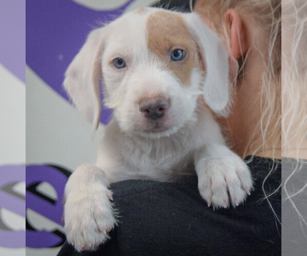 Medium Photo #5 Colonial Cocker Spaniel-English Setter Mix Puppy For Sale in Huntley, IL, USA