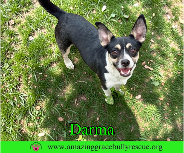 Medium Photo #2 Jack Russell Terrier-Unknown Mix Puppy For Sale in Milton, FL, USA