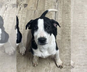 Mutt Dogs for adoption in Bolivar, MO, USA