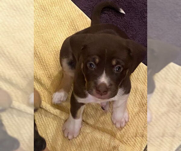 Medium Photo #5 Mutt Puppy For Sale in San Diego, CA, USA