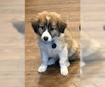 Small Great Pyrenees Mix