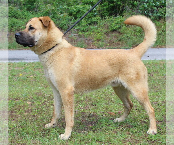 Medium Photo #2 Mutt Puppy For Sale in Prattville, AL, USA