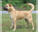 Small #1 Mutt