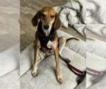 Small Beagle