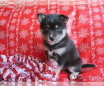 Small Photo #2 Pomsky Puppy For Sale in SHILOH, OH, USA