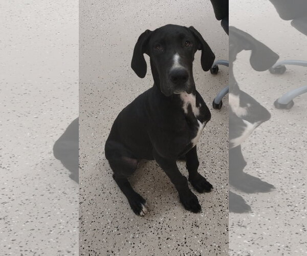 Medium Photo #1 Great Dane Puppy For Sale in York, SC, USA